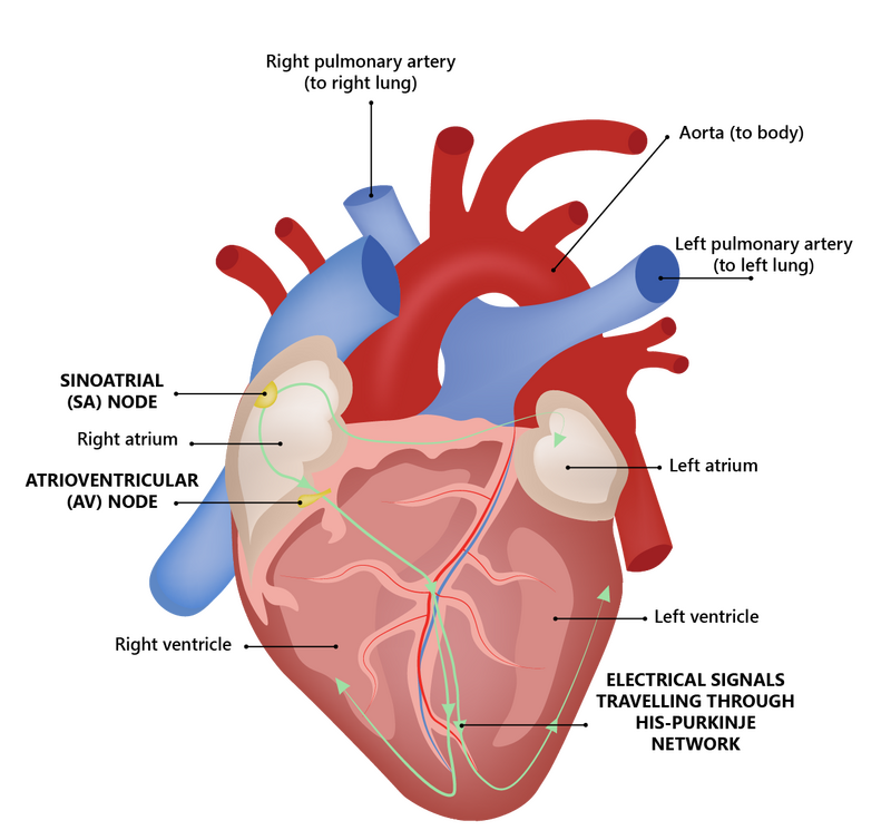 The Human Heart Heart Research Institute The Human Heart Heart Research Institute