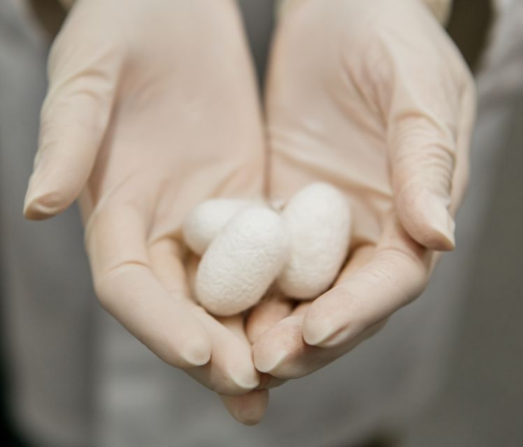 Silk-cocoon-3