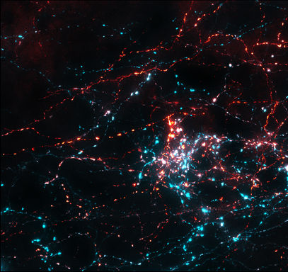Cardiovascular-Neuroscience-banner